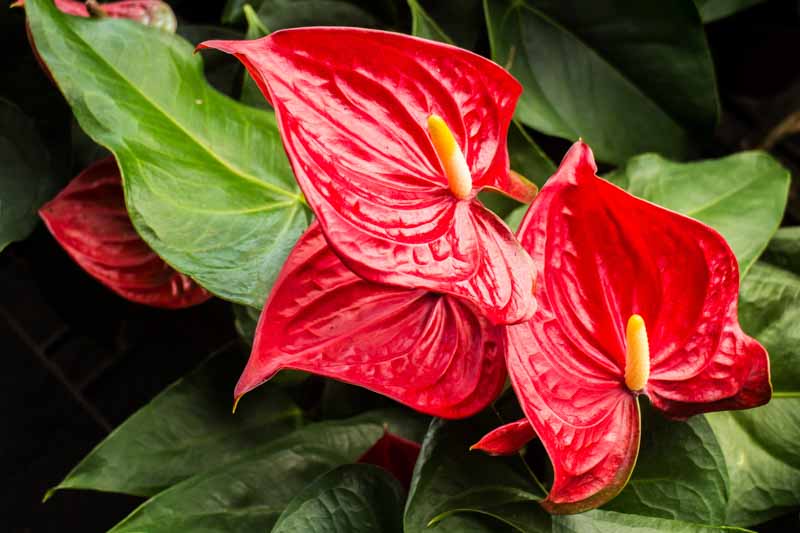 Anthurium, Anthurium andraeanum, Flamingo Flower, Tropical Flower, Indoor Plant