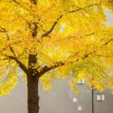 Ginkgo biloba, ginkgo tree, ginkgo biloba tree, fall color
