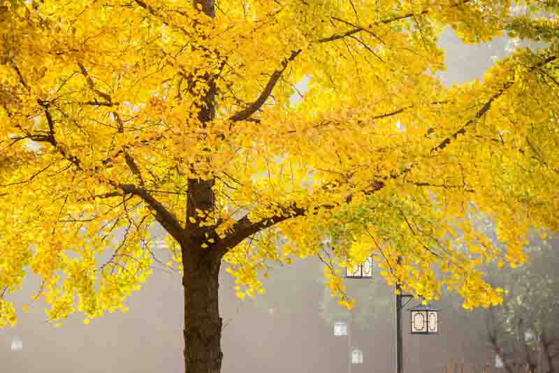 Ginkgo biloba, ginkgo tree, ginkgo biloba tree, fall color