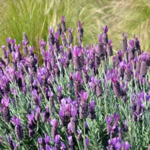 Silver Anouk Lavender, Lavandula Stoechas 'Silver Anouk' , French Lavender 'Silver Anouk', Spanish Lavender 'Silver Anouk'