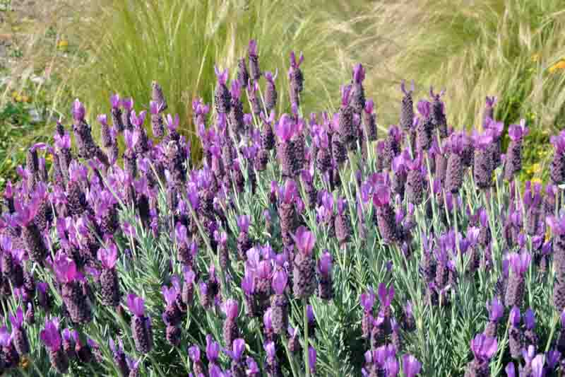 Silver Anouk Lavender, Lavandula Stoechas 'Silver Anouk' , French Lavender 'Silver Anouk', Spanish Lavender 'Silver Anouk'