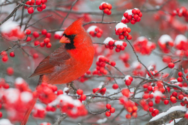 Northern Cardinal, Cardinal Bird, Cardinalis Cardinalis, Winterberry , Ilex Verticillata