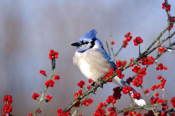 Blue Jay Bird, Cyanocitta cristata, Hawthorn berries, Crataegus viridis