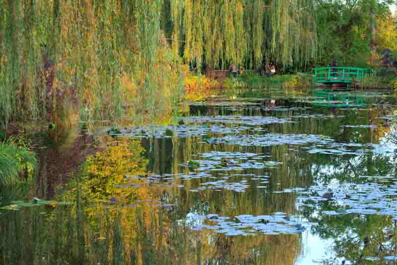 Monet Garden, Willow, Lily Pond