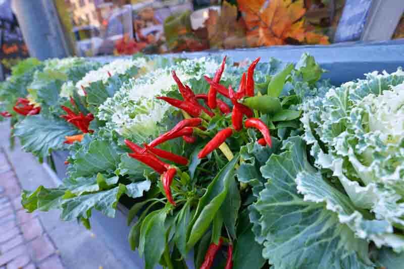 Ornamental Kale, Ornamental Cabbage, Flowering Kale, Flowering Cabbage