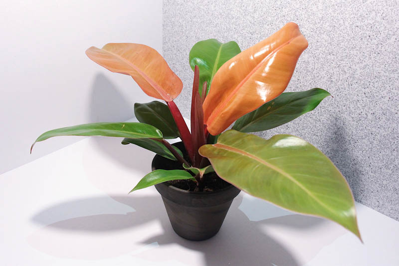 Philodendron Prince of Orange, Prince of Orange Philodendron, Houseplant, Houseplants, Orange Philodendron