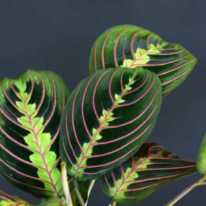 Prayer Plant, Maranta Leuconeura, House Plant, Houseplant