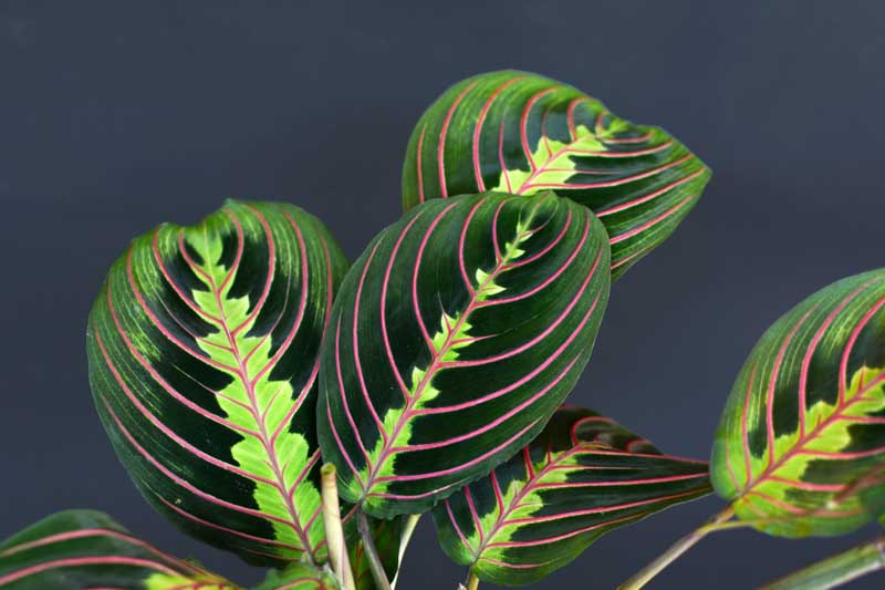 Prayer Plant, Maranta Leuconeura, House Plant, Houseplant