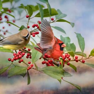 Cedar Waxwing, Male Northern Cardinal, Holly Tree, Red Berries