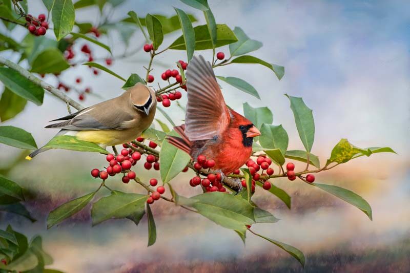 Cedar Waxwing, Male Northern Cardinal, Holly Tree, Red Berries