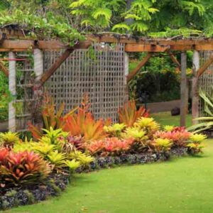 Tropical Plants, Tropical Garden,