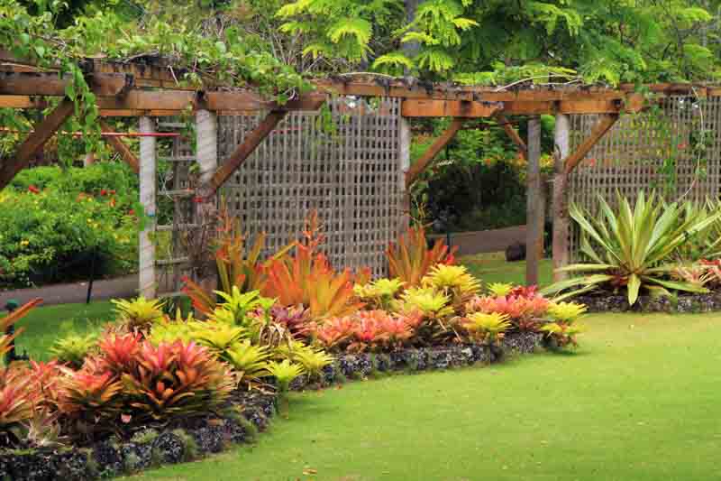 Tropical Plants, Tropical Garden,