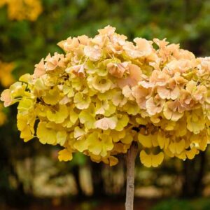 Ginkgo biloba Troll, Troll ginkgo tree, ginkgo biloba tree, fall color