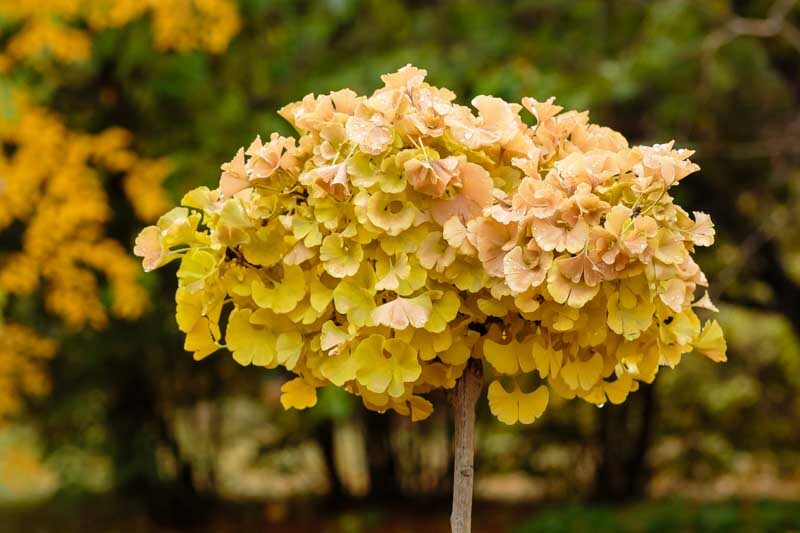 Ginkgo biloba Troll, Troll ginkgo tree, ginkgo biloba tree, fall color