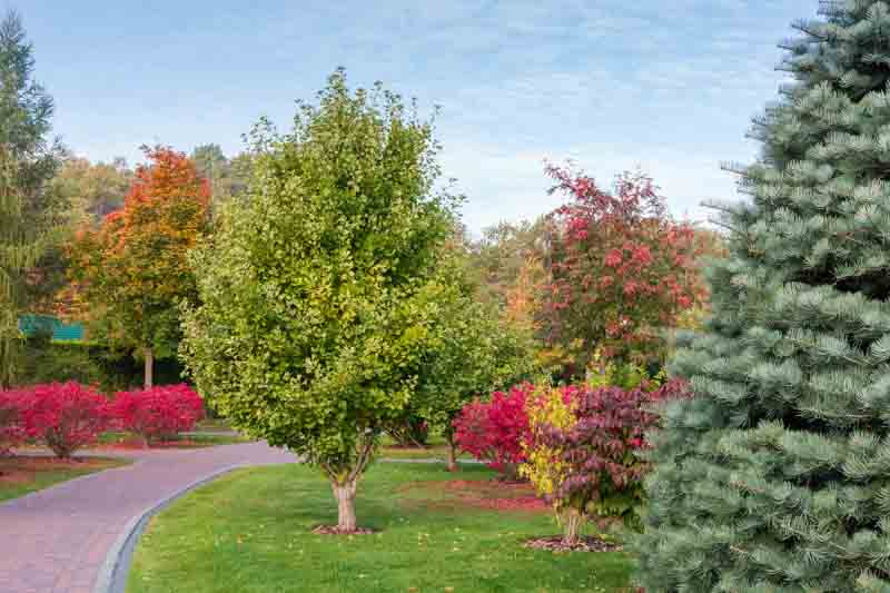 Ginkgo biloba, ginkgo tree, ginkgo biloba tree, fall color