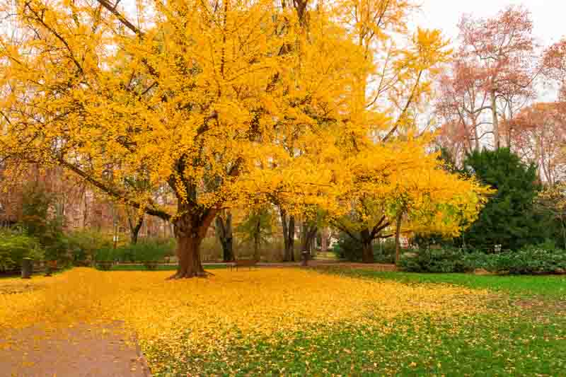 Ginkgo biloba, ginkgo tree, ginkgo biloba tree, fall color