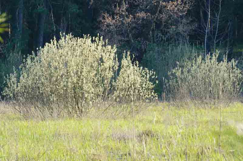 Pussy Willow, Pussy Willows, Salix discolor, Salix caprea