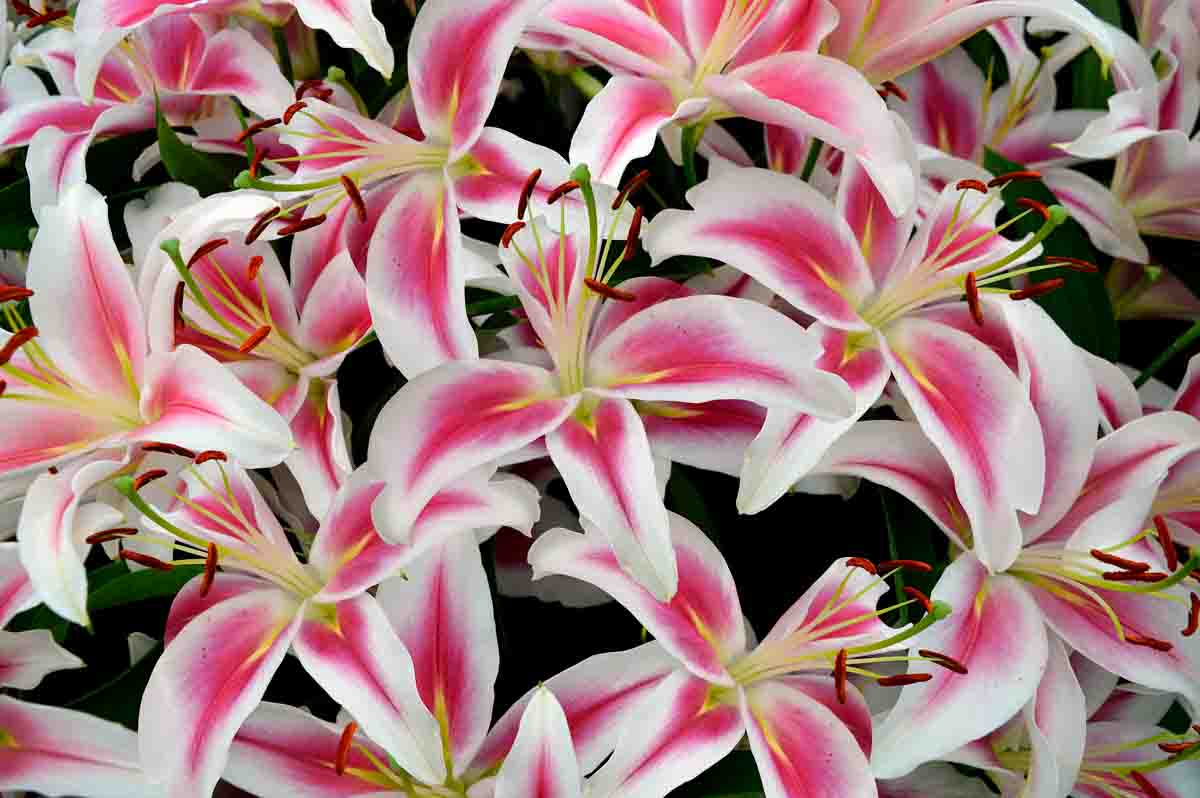 Lilium,Calvados,Flowers,In,A,Garden
