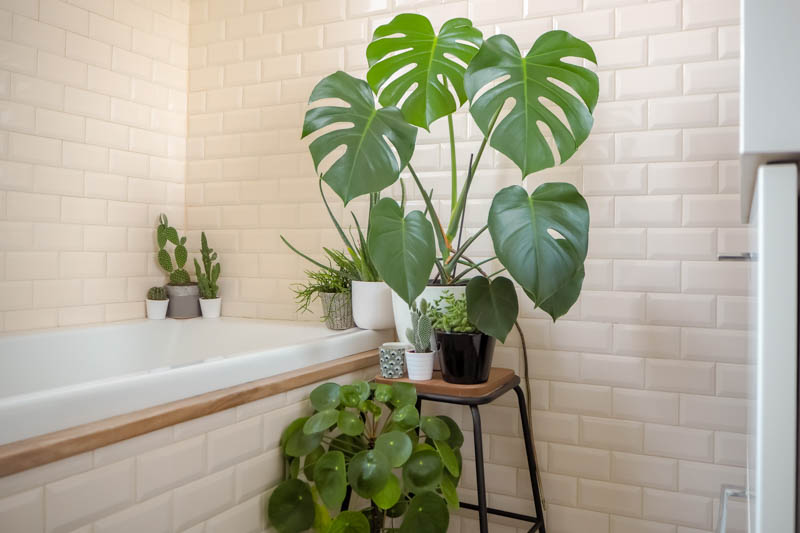 Monstera deliciosa, Swiss Cheese Plant, Houseplant, Indoor Plant, Monstera Fruit, Monstera Leaf