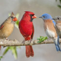 Cardinal Bird, Bluebird, Birds, Attract Birds