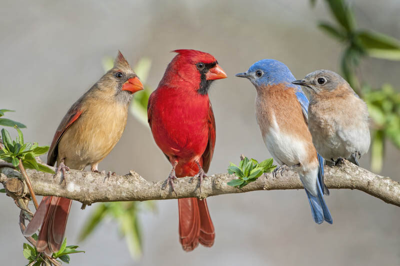 Cardinal Bird, Bluebird, Birds, Attract Birds