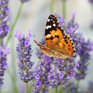 Lady Lavender, Lady English Lavender, Lavandula angustifolia Lady, Purple Flowers, Fragrant Flowers