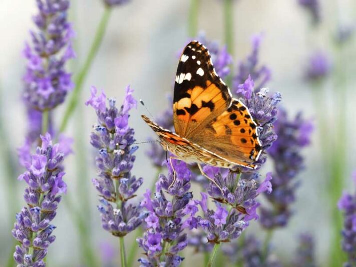 Lady Lavender, Lady English Lavender, Lavandula angustifolia Lady, Purple Flowers, Fragrant Flowers