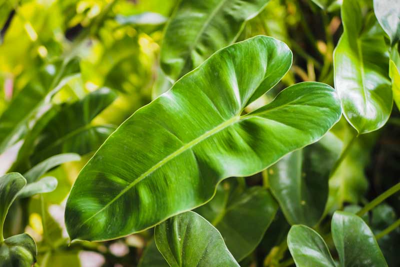 Philodendron erubescens, Blushing philodendron, red-leaf philodendron, Houseplant, Houseplants