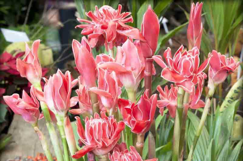 Tropical Flower, Torch Ginger, Ginger Flower, Red Ginger Lily, Torchflower, Torch Lily, Etlingera elatior