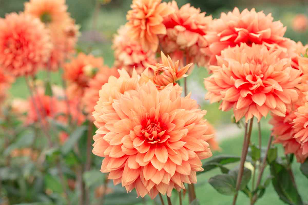 Flowers,Dahlias