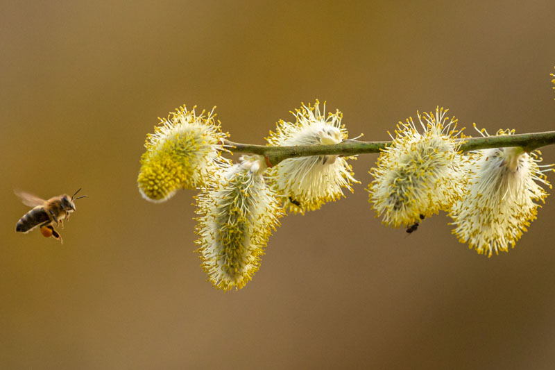 Pussy Willow, Pussy Willows, Salix discolor, Salix caprea