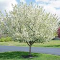 Crab apple, Crabapple, Flowering Crab apple, Malus, Flowering Crabapple,