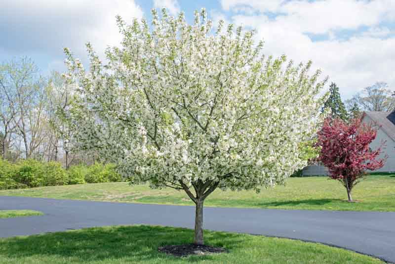 Crab apple, Crabapple, Flowering Crab apple, Malus, Flowering Crabapple,