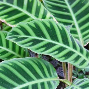 Zebra plant, Calathea zebrina, House plant, Houseplant