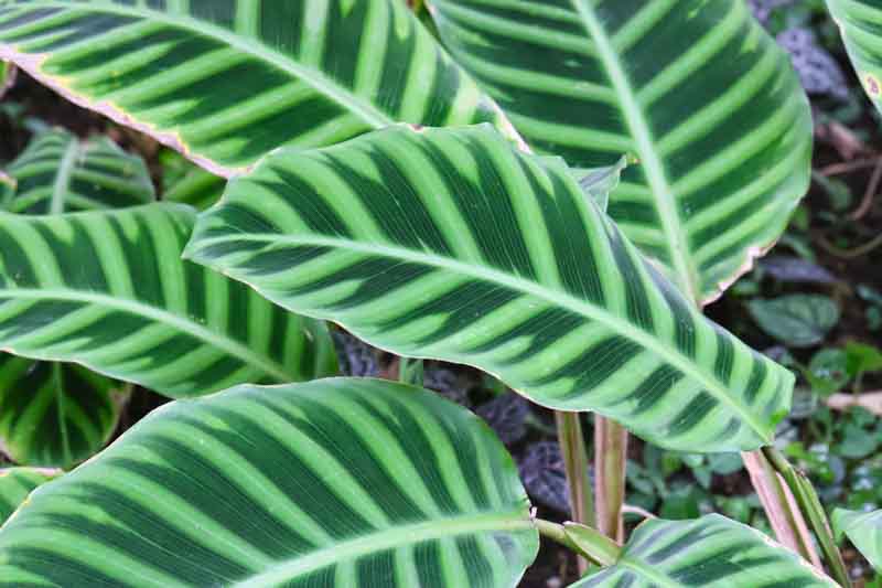 Zebra plant, Calathea zebrina, House plant, Houseplant