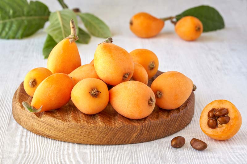 Loquat, Japanese Loquat, Japanese Plum, Eriobotrya japonica