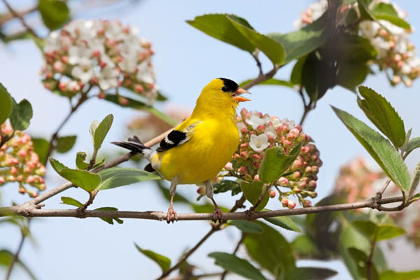 American Goldfinch, Goldfinch, Spinus tristis, Viburnum