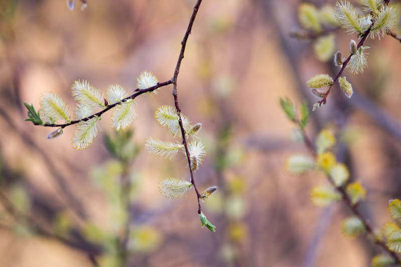 Pussy Willow, Pussy Willows, Salix discolor, Salix caprea