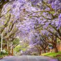 Jacaranda, Jacaranda tree, Flowering Tree