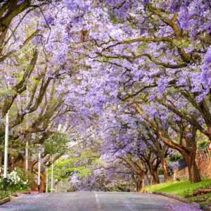 Jacaranda, Jacaranda tree, Flowering Tree