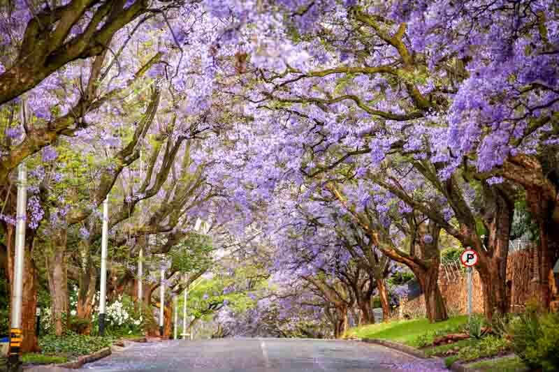 Jacaranda, Jacaranda tree, Flowering Tree