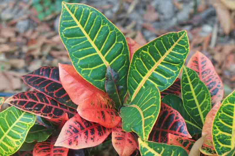 Croton, fire croton, garden croton, or variegated croton, Codiaeum variegatum