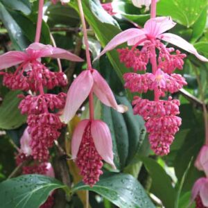 Tropical Flowers, Medinilla, Showy Medinilla, Rose Grape, Medinilla magnifica