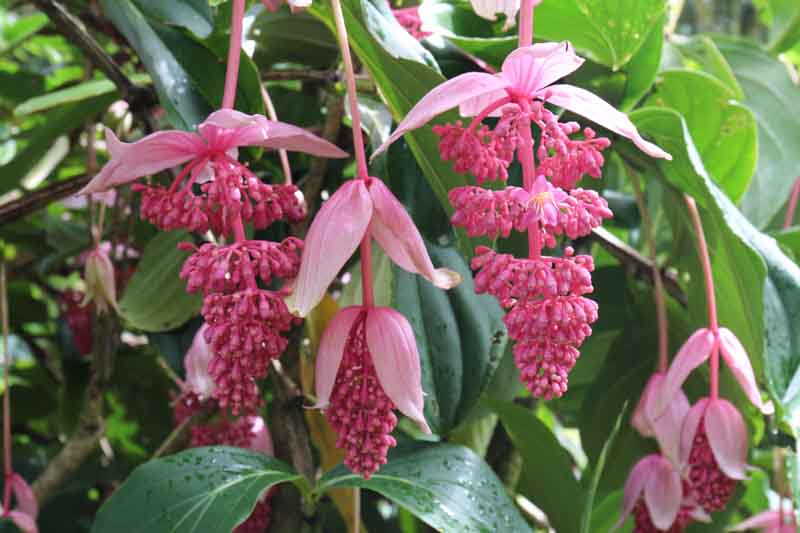 Tropical Flowers, Medinilla, Showy Medinilla, Rose Grape, Medinilla magnifica