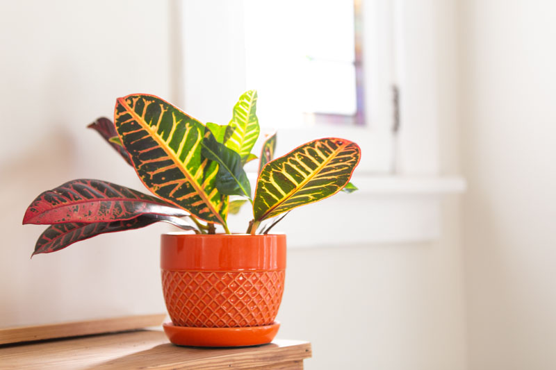 Croton, fire croton, garden croton, or variegated croton, Codiaeum variegatum