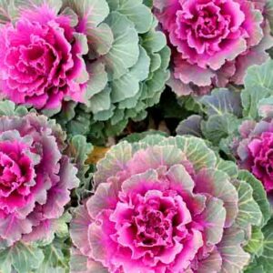 Ornamental Kale, Ornamental Cabbage, Flowering Kale, Flowering Cabbage