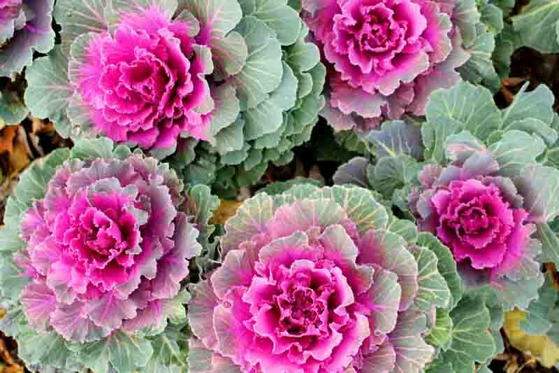 Ornamental Kale, Ornamental Cabbage, Flowering Kale, Flowering Cabbage