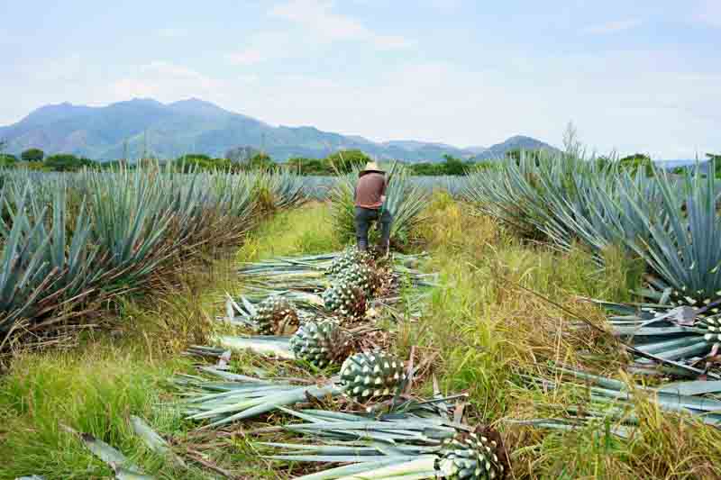 Blue Agave, Tequila Agave, Agave tequilana,