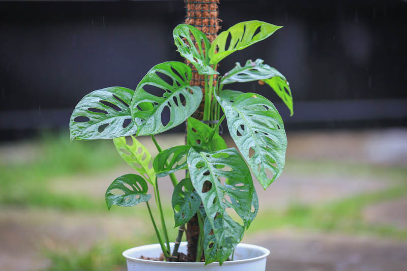 Monstera andersonii, Swiss Cheese plant, Houseplant, Indoor Plant, Monstera Leaf