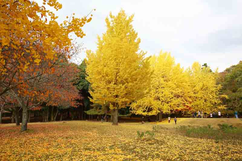 Ginkgo biloba, ginkgo tree, ginkgo biloba tree, fall color